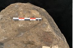 Foto (Detailansicht) von Lepidodendron aculeatum St. (NHMW-GEO-2024-0188-11019)